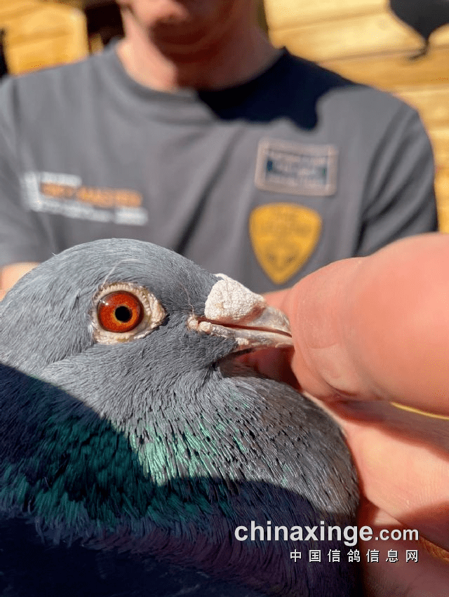 华雷尔抵达艾路克斯卡里,先锋队达成胜利,气势如虹 华雷尔抵达艾路克斯卡里,先锋队达成胜利,气势如虹